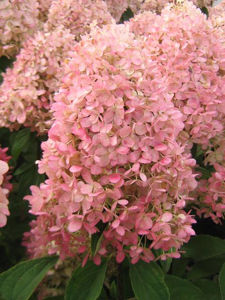 Obraz Hydrangea